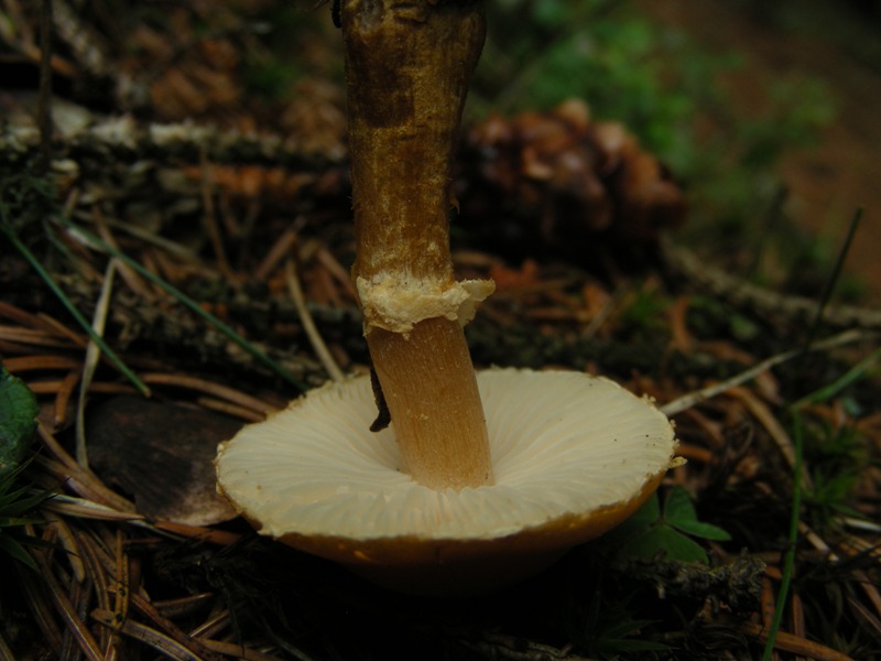 Cystoderma amianthinum  var. rugosoreticulatum